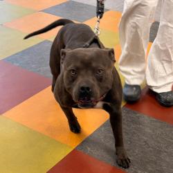 Shelter Stray Male Dog last seen , Animal Care & Control Team of Philly, 111 W Hunting Park Ave, Philadelphia, PA 19140, USA