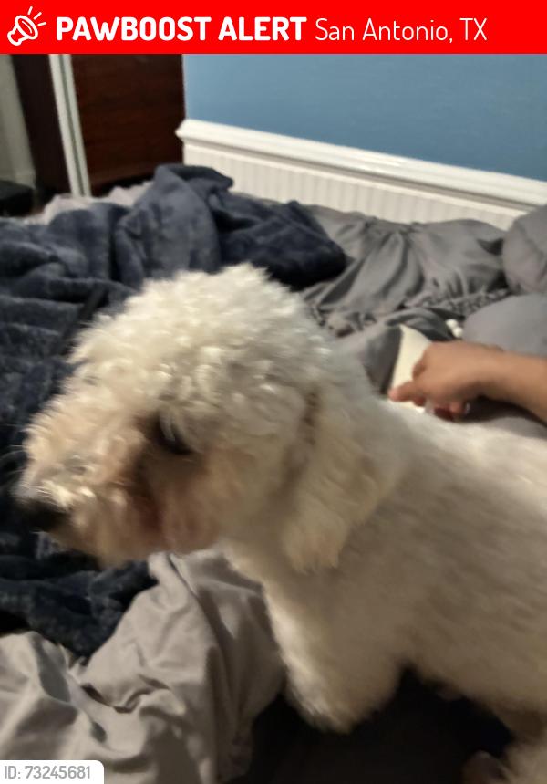 Lost Male Dog last seen Heb, San Antonio, TX 78223