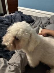 Lost Male Dog last seen Heb, San Antonio, TX 78223