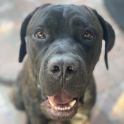 Shelter Stray Male Dog last seen , 3612 11th Ave, Los Angeles, CA 90018, USA