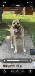 Found/Stray Male Dog last seen Trevose rd, Norfolk, VA 23505