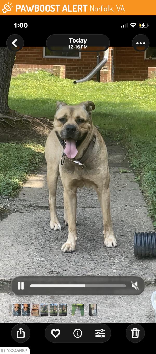 Found/Stray Male Dog last seen Trevose rd, Norfolk, VA 23505