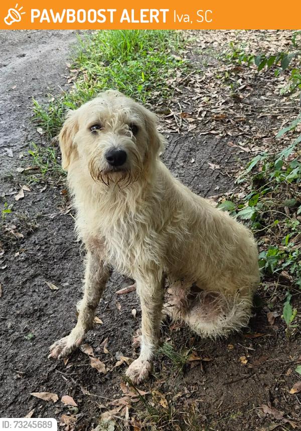Found/Stray Male Dog last seen Near Elberton Hwy Iva SC 29655, Iva, SC 29655