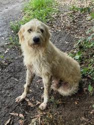 Found/Stray Male Dog last seen Near Elberton Hwy Iva SC 29655, Iva, SC 29655