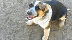 Lost Female Dog last seen Near Breiner Valley Rd, Anza, CA 92539, Anza, CA 92539