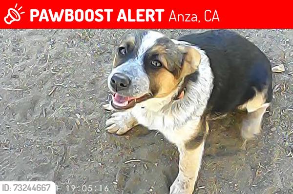 Lost Female Dog last seen Near Breiner Valley Rd, Anza, CA 92539, Anza, CA 92539