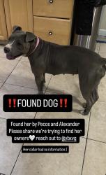 Found/Stray Female Dog last seen Gowan & John Peter, North Las Vegas, NV 89030