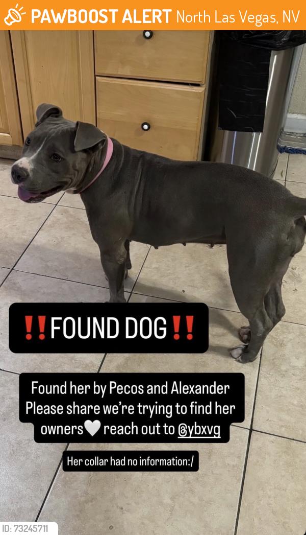 Found/Stray Female Dog last seen Gowan & John Peter, North Las Vegas, NV 89030