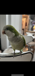 Lost Female Bird last seen I have no idea, Des Moines, WA 98198
