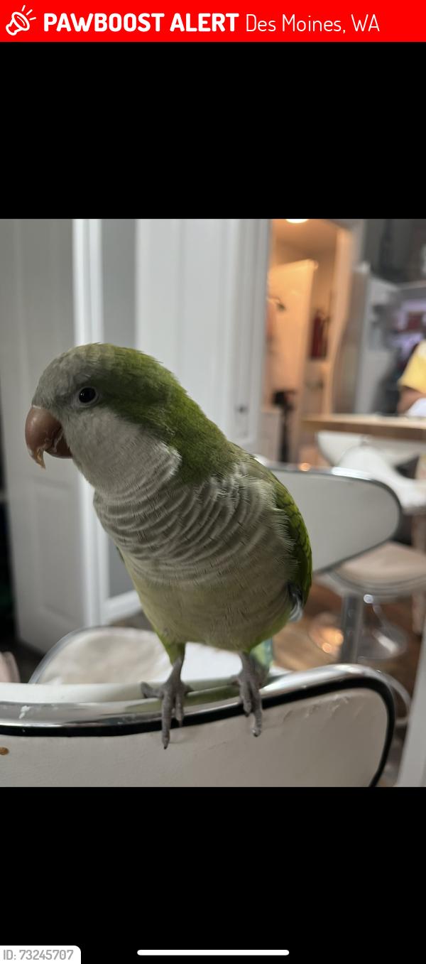 Lost Female Bird last seen I have no idea, Des Moines, WA 98198