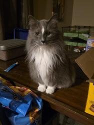 Lost Male Cat last seen Sandy Meadows subdivision near Machmueller Park, Weston, WI 54476