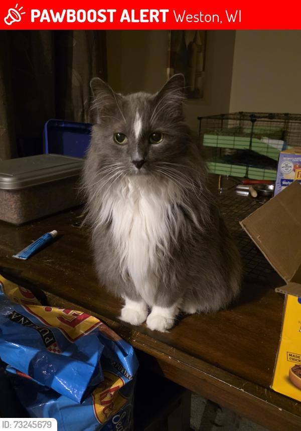 Lost Male Cat last seen Sandy Meadows subdivision near Machmueller Park, Weston, WI 54476