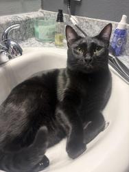 Reunited Male Cat last seen 106th st Norh by Rail road crossing, Owasso, OK 74055