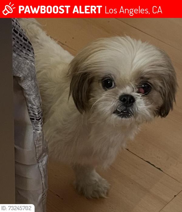 Lost Female Dog last seen Amar, Los Angeles, CA 90731