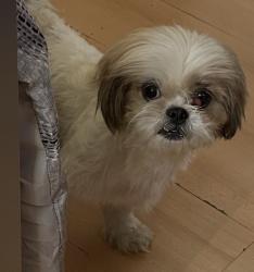 Lost Female Dog last seen Amar, Los Angeles, CA 90731