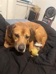 Reunited Male Dog last seen Baldwin rd, Pittsburgh, PA 15207