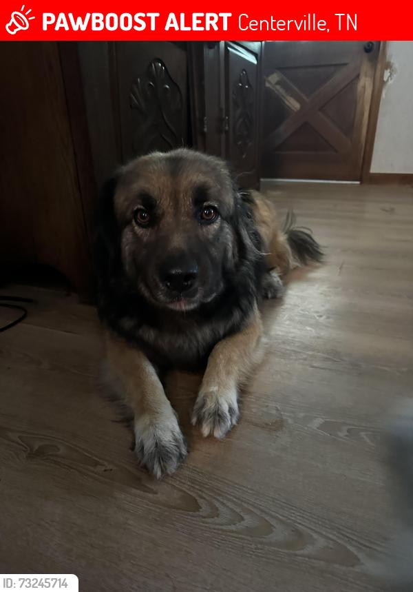 Lost Male Dog last seen Puckett Hollow Road, Centerville, TN 37033