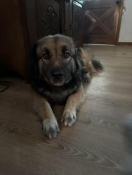 Lost Male Dog last seen Puckett Hollow Road, Centerville, TN 37033