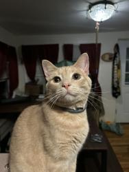 Lost Male Cat last seen Near college ave, Corning, NY 14830