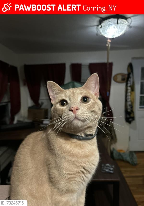 Lost Male Cat last seen Near college ave, Corning, NY 14830