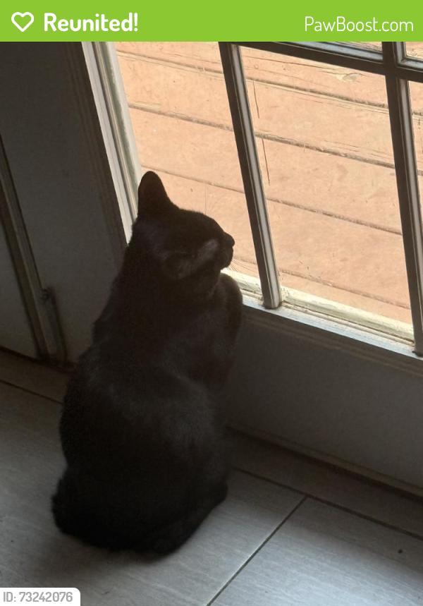 Reunited Male Cat last seen SW 35 Terrace, Lee's Summit, MO 64082, USA, Lee's Summit, MO 64082