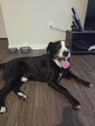 Found/Stray Male Dog last seen The lively, Houston, TX 77055