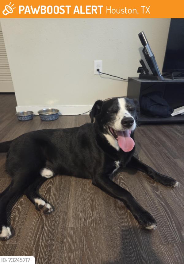 Found/Stray Male Dog last seen The lively, Houston, TX 77055