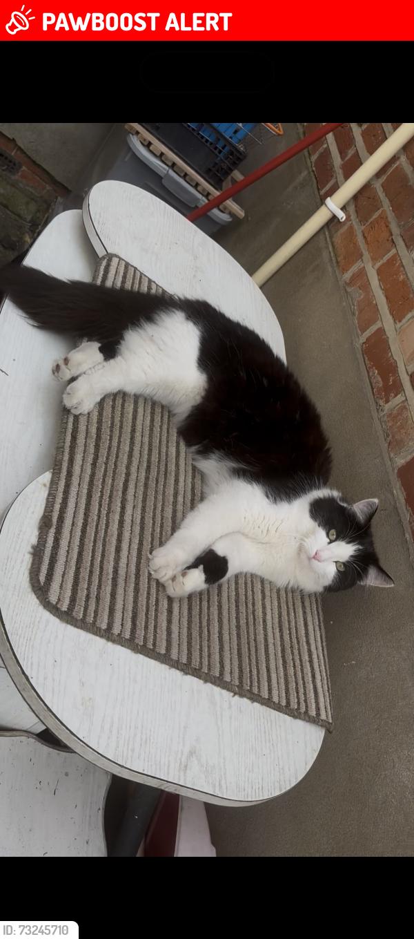 Lost Male Cat last seen The Lynch, Greater London, England UB8 2TX
