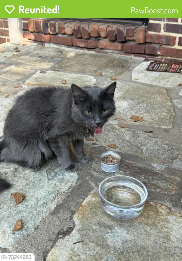 Reunited Unknown Cat last seen Stockley and Woodpipe Ln, Philadelphia, PA 19129