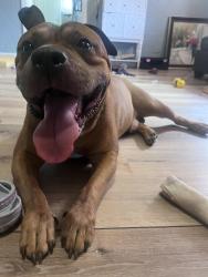 Found/Stray Male Dog last seen Southeastern and Villa Ave, down the street from the local Speedway gas station, Indianapolis, IN 46201
