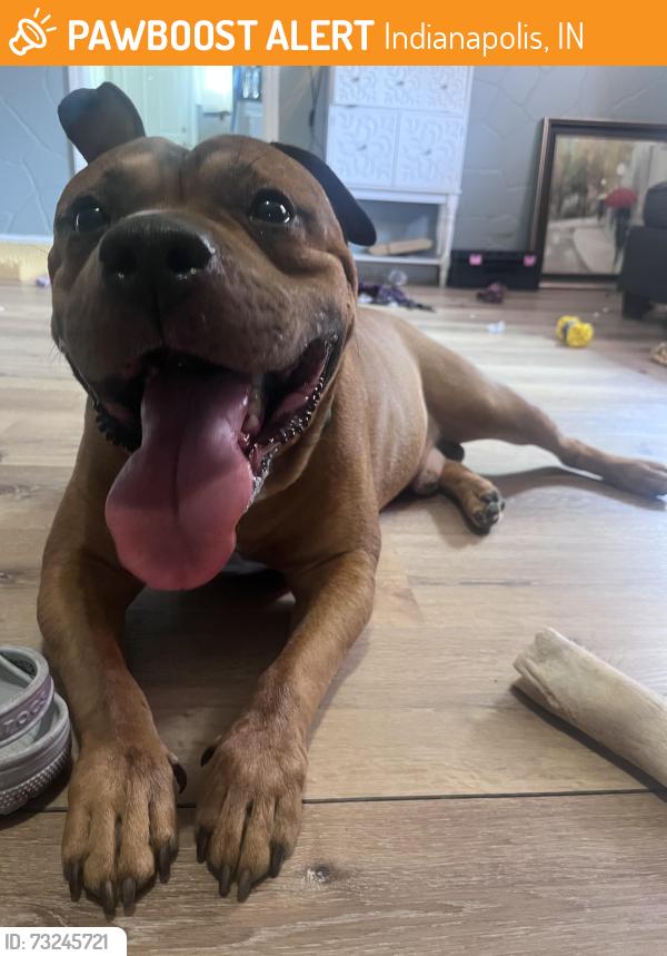 Found/Stray Male Dog last seen Southeastern and Villa Ave, down the street from the local Speedway gas station, Indianapolis, IN 46201