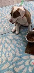 Reunited Female Dog last seen Inman, Akron, OH 44306