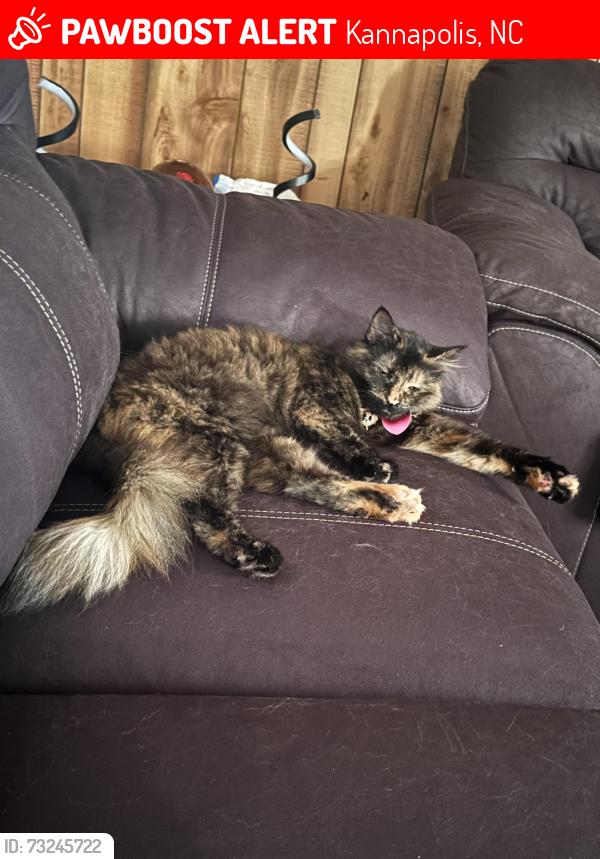 Lost Female Cat last seen pleasant ave, bethpage rd, rainbow dr, Kannapolis, NC 28081
