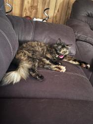 Lost Female Cat last seen pleasant ave, bethpage rd, rainbow dr, Kannapolis, NC 28081