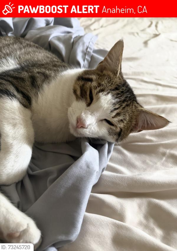Lost Male Cat last seen W. Crone Ave, Anaheim and Agate Ave, Anaheim, CA 92802