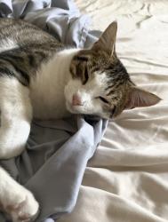 Lost Male Cat last seen W. Crone Ave, Anaheim and Agate Ave, Anaheim, CA 92802