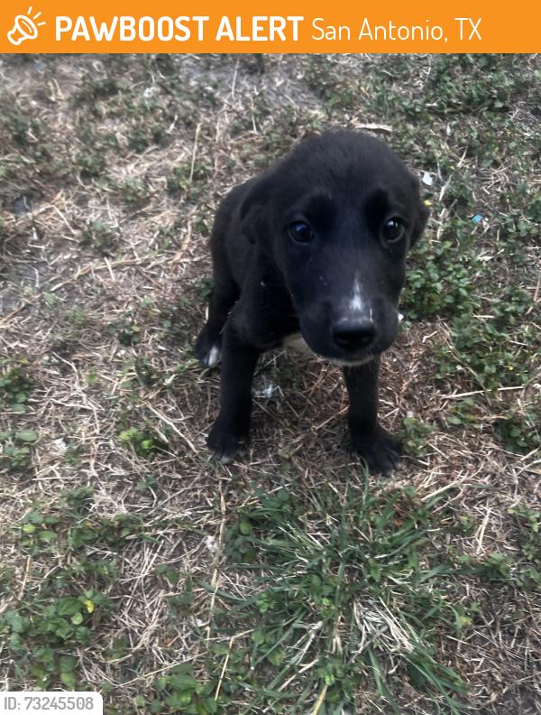 Found/Stray Female Dog last seen Old Pearsall area, San Antonio, TX 78242