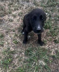 Found/Stray Female Dog last seen Old Pearsall area, San Antonio, TX 78242
