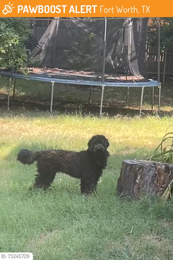 Found/Stray Unknown Dog last seen Sandy Ln and Laurie Dr, Fort Worth, TX 76112