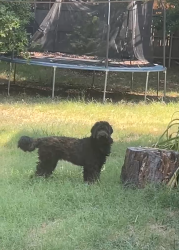 Found/Stray Unknown Dog last seen Sandy Ln and Laurie Dr, Fort Worth, TX 76112