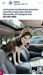 Found/Stray Female Dog last seen Wernersville, Wernersville, PA 19565