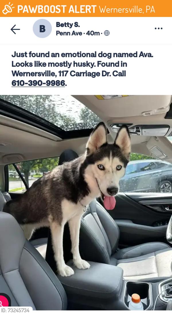 Found/Stray Female Dog last seen Wernersville, Wernersville, PA 19565