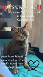 Lost Male Cat last seen n vassar Road & Lucas, Genesee County, MI 48437
