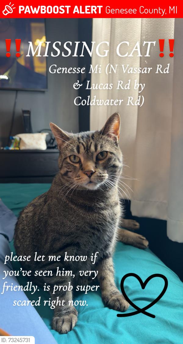 Lost Male Cat last seen n vassar Road & Lucas, Genesee County, MI 48437