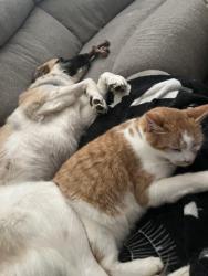 Reunited Male Cat last seen Jordan Meadow & Carlton Links, Fuquay-Varina, NC 27526