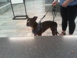 Shelter Stray Female Dog last seen CHARLOTTE, 8315 Byrum Dr, Charlotte, NC 28217, USA