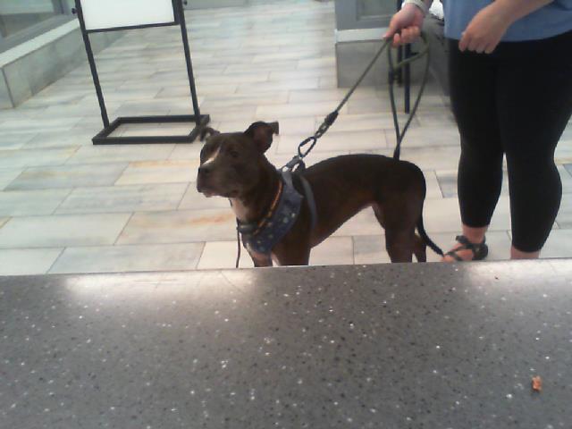Shelter Stray Female Dog last seen CHARLOTTE, 8315 Byrum Dr, Charlotte, NC 28217, USA