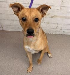 Shelter Stray Male Dog last seen SAN MANUEL, 333 Chandler Pl, San Bernardino, CA 92408, USA