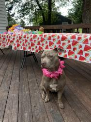 Reunited Female Dog last seen Greenacre Dr, Woodbridge, VA 22191, Woodbridge, VA 22191