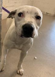 Shelter Stray Female Dog last seen Near BLOCK W. VALLEY BLVD, 333 Chandler Pl, San Bernardino, CA 92408, USA